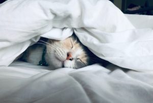 眠る猫